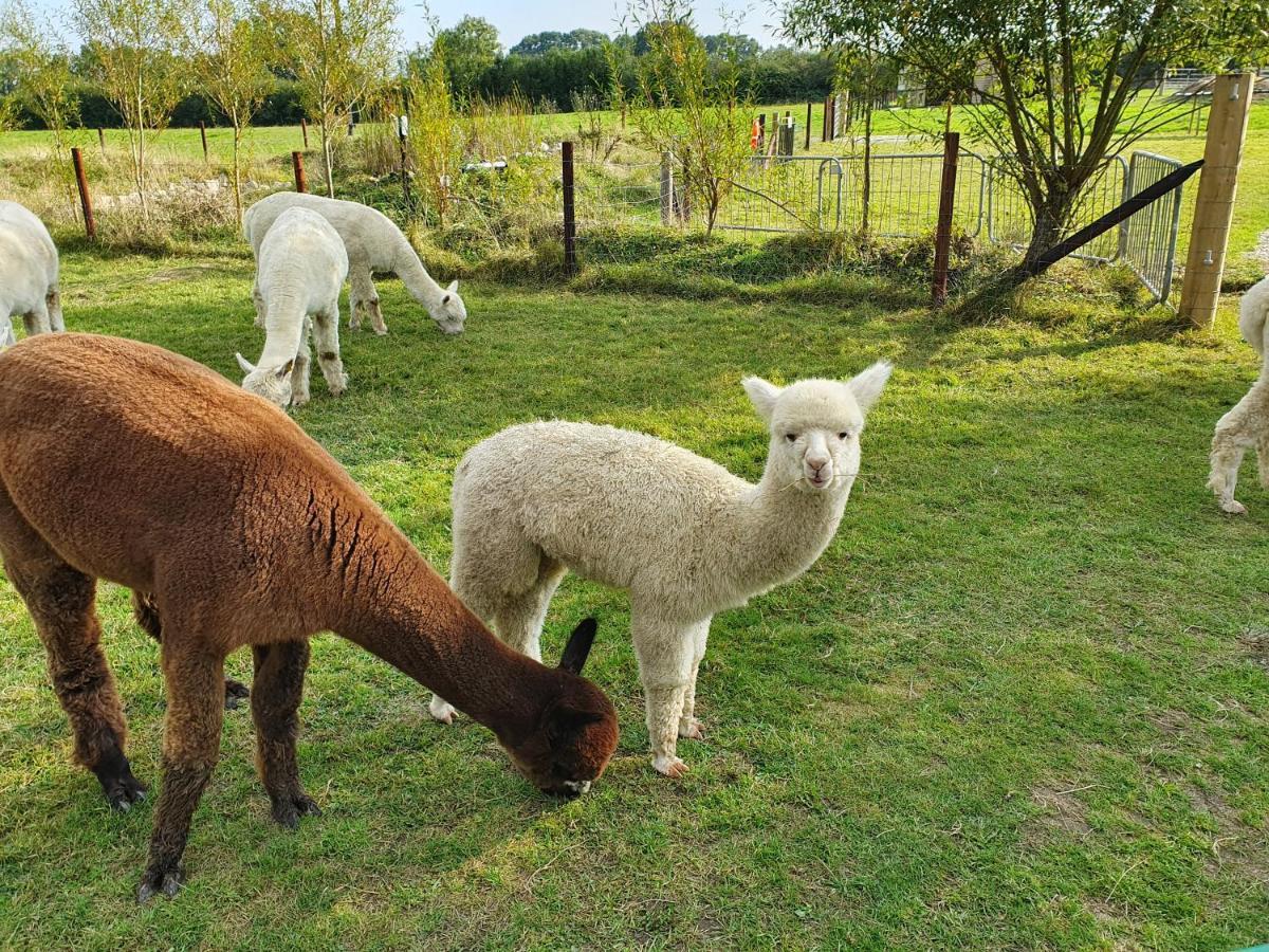 Dartmoor Reach Alpaca Farm Heated Cabins 5 Mins Drive To Dartmoor Bovey Tracey Exterior photo