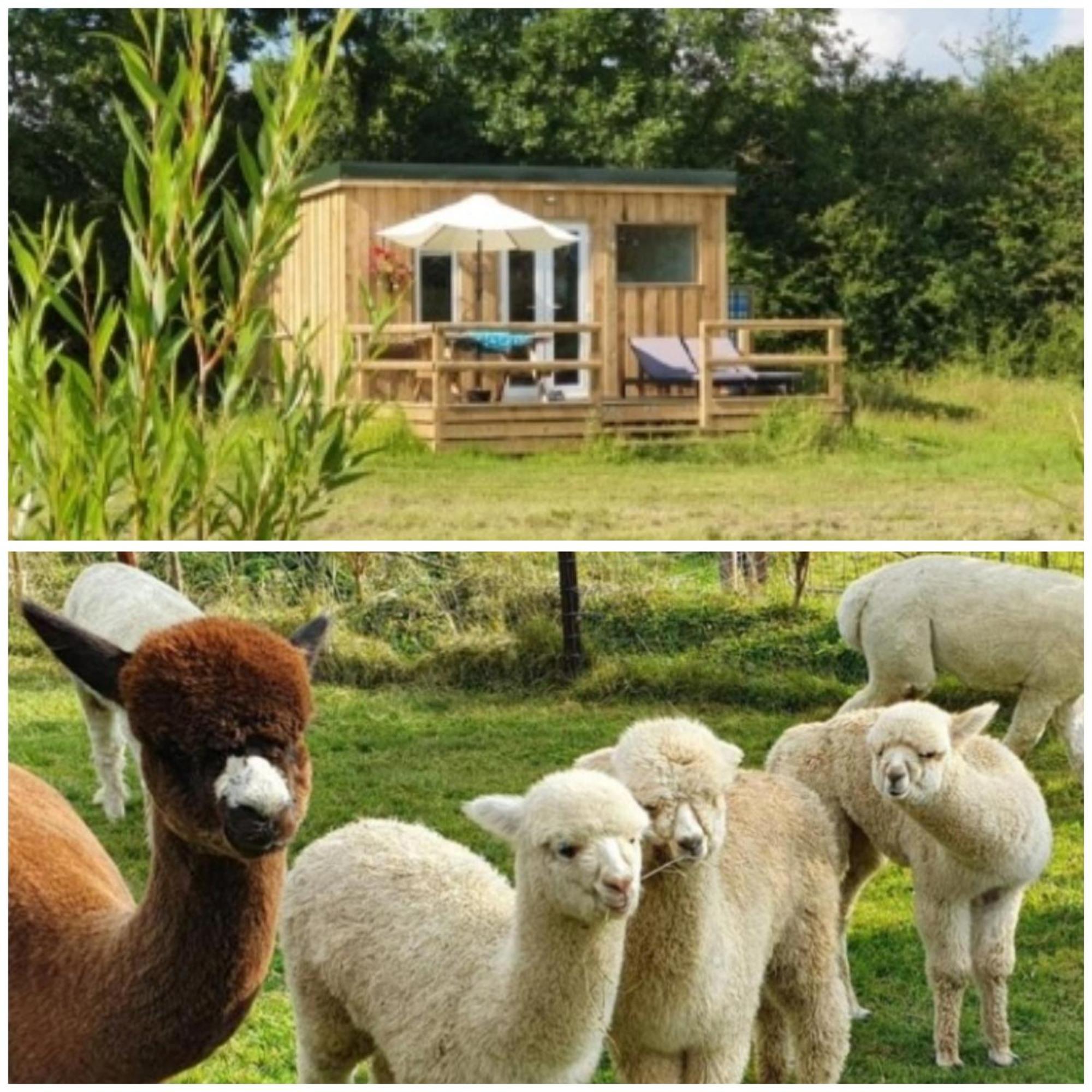 Dartmoor Reach Alpaca Farm Heated Cabins 5 Mins Drive To Dartmoor Bovey Tracey Exterior photo