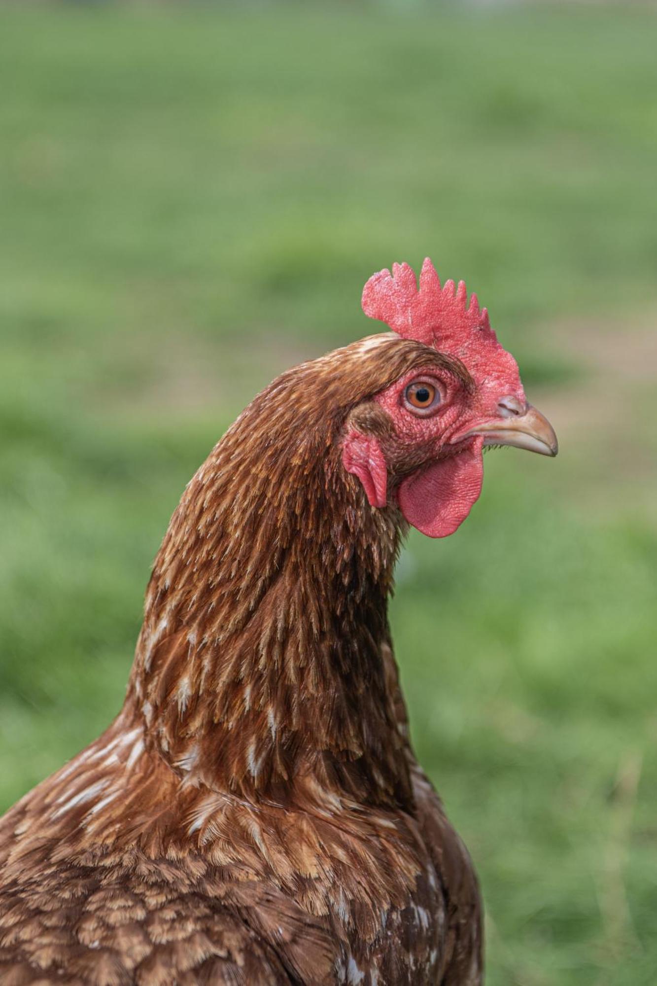 Dartmoor Reach Alpaca Farm Heated Cabins 5 Mins Drive To Dartmoor Bovey Tracey Exterior photo